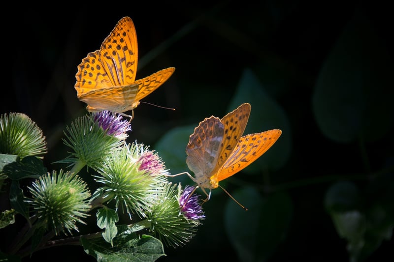 Butterfly Effect Considerations